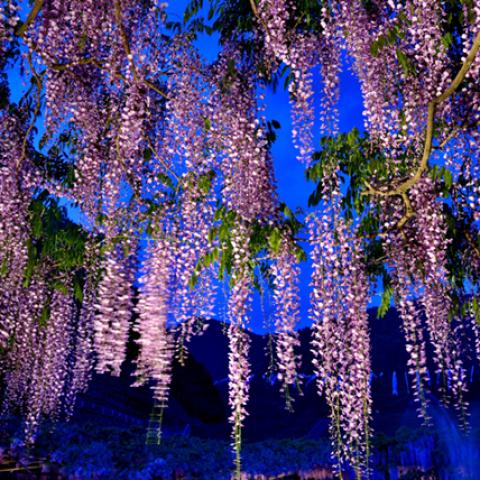image flowers_lr_0022-jpg