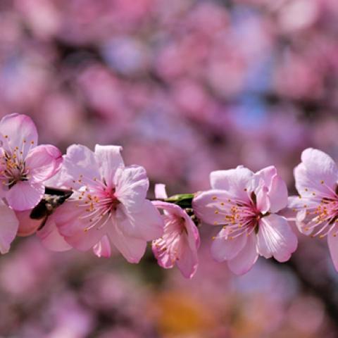 image flowers_lr_0023-jpg