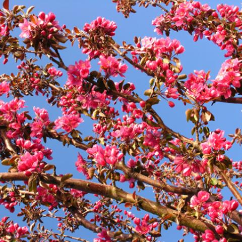 image flowers_lr_0024-jpg