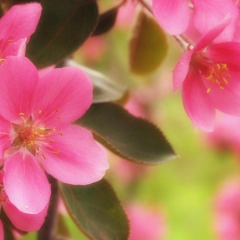 image flowers_lr_0025-jpg