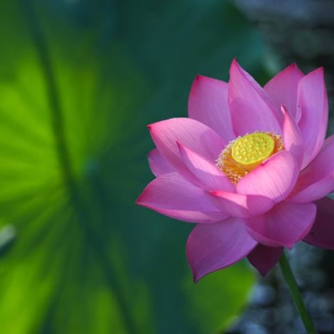 image flowers_lr_0026-jpg