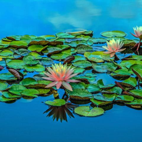 image flowers_lr_0027-jpg