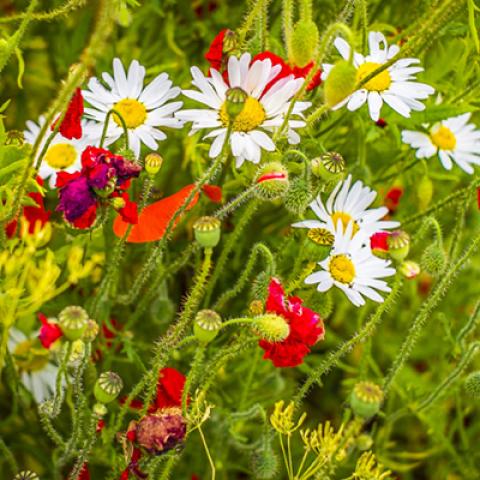 image flowers_lr_0028-jpg