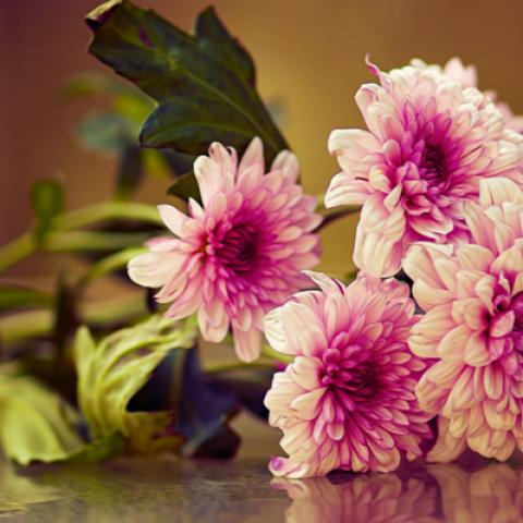 image flowers_lr_0029-jpg