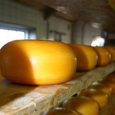 image cheese_lr_0020-jpg