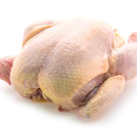 image chicken_hr_0041-jpg