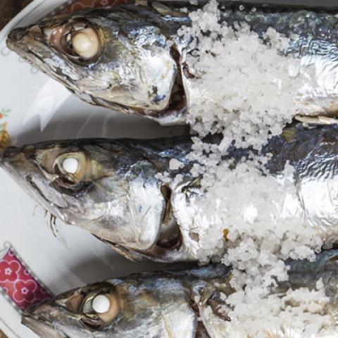 image fish_hr_0025-jpg