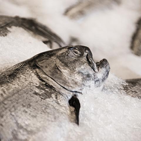 image fish_lr_0004-jpg
