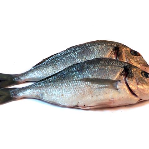 image fish_lr_0006-jpg