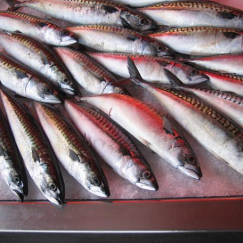 image fish_lr_0007-jpg