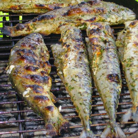 image fish_lr_0011-jpg