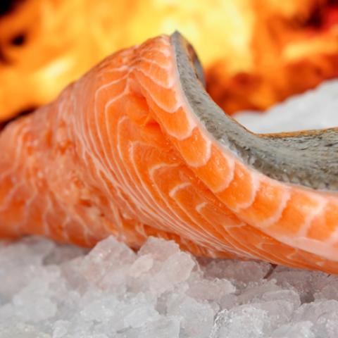 image fish_lr_0012-jpg