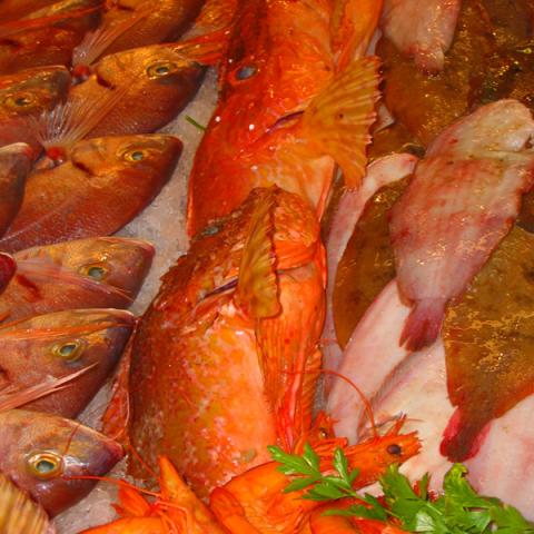 image fish_lr_0013-jpg