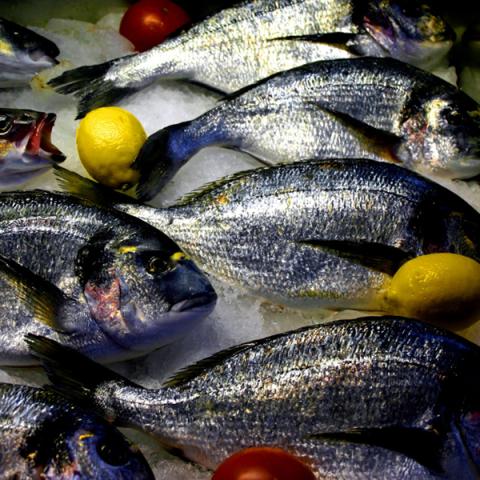 image fish_lr_0014-jpg