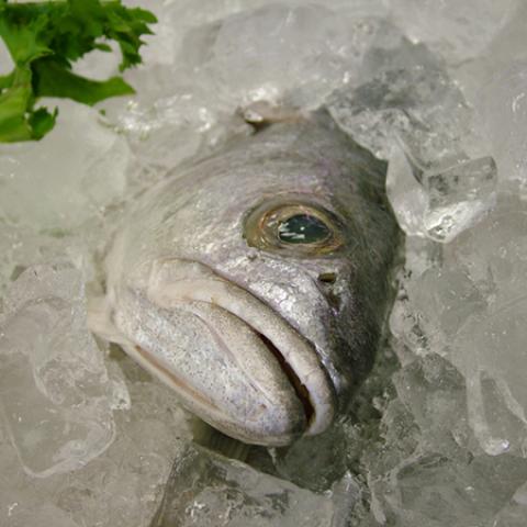 image fish_lr_0017-jpg