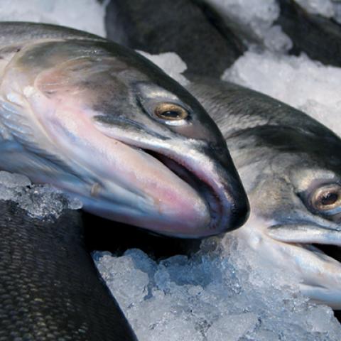 image fish_lr_0020-jpg