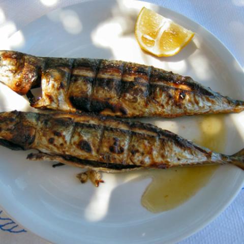image fish_lr_0021-jpg