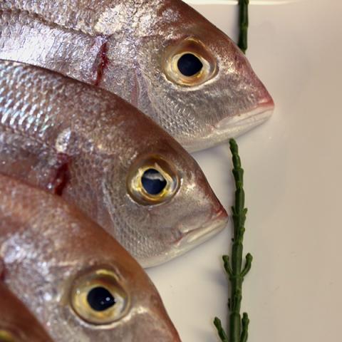 image fish_lr_0024-jpg
