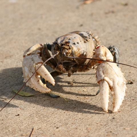 image fish_lr_0027-jpg