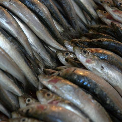 image fish_lr_0028-jpg