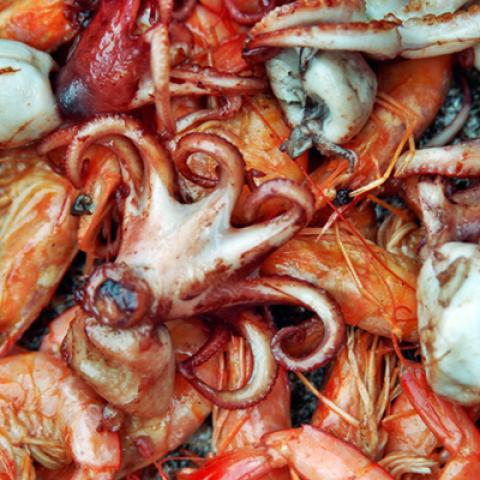 image fish_lr_0030-jpg