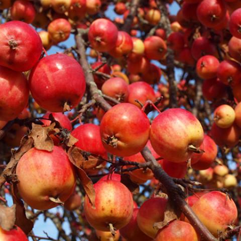 image fruits_hr_0012-jpg