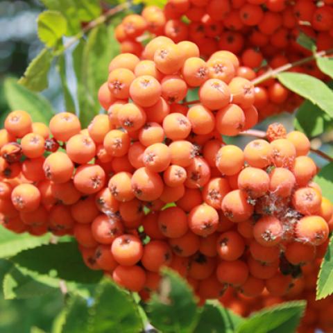 image fruits_hr_0014-jpg