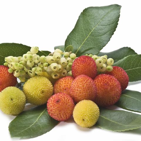 image fruits_hr_0024-jpg
