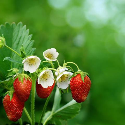 image fruits_hr_0031-jpg