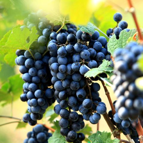 image fruits_hr_0039-jpg