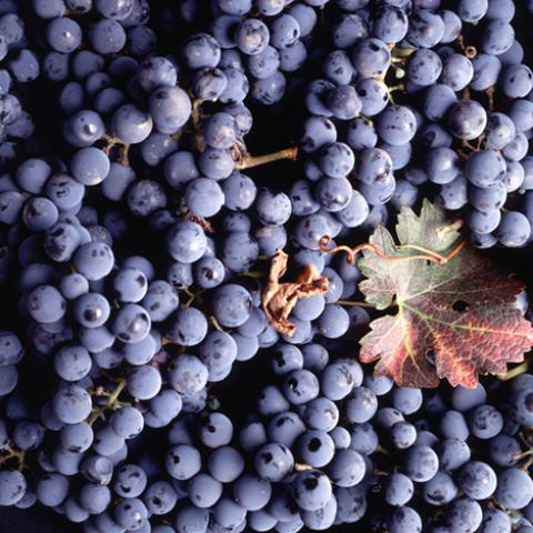 image fruits_hr_0040-jpg