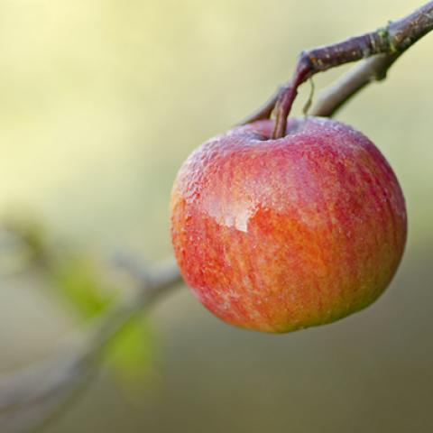 image fruits_lr_0045-jpg