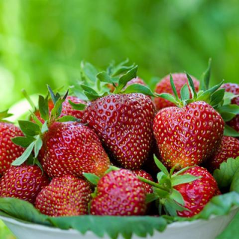 image fruits_lr_0047-jpg