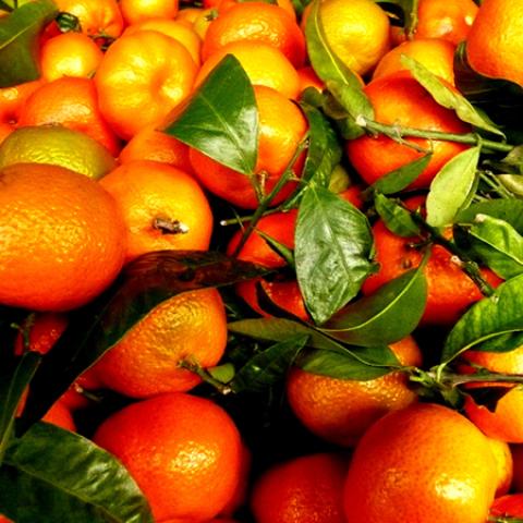 image fruits_lr_0051-jpg
