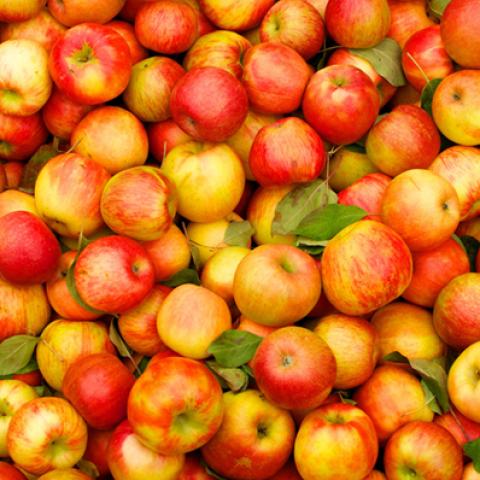 image fruits_lr_0057-jpg