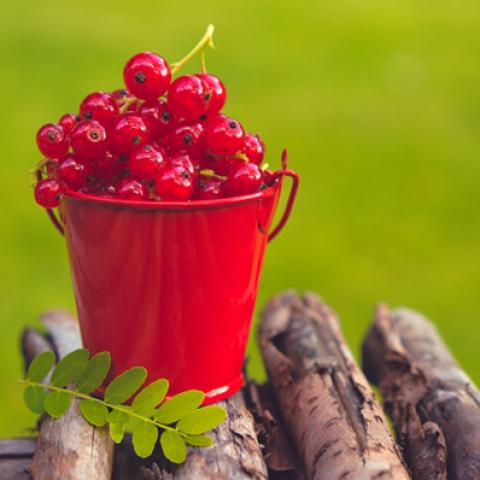 image fruits_lr_0058-jpg