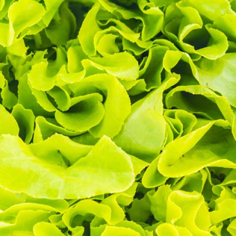 image vegetables_hr_0043-jpg
