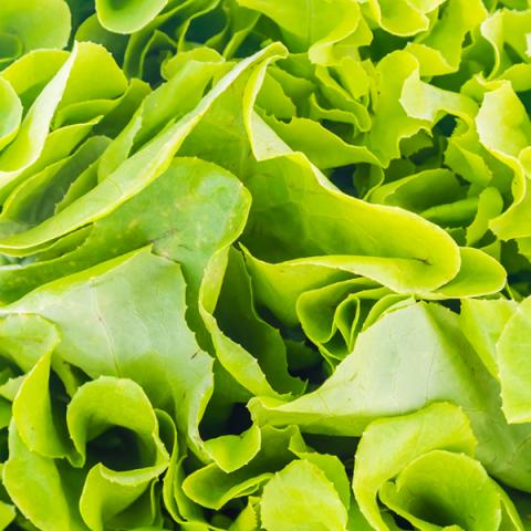 image vegetables_hr_0048-jpg