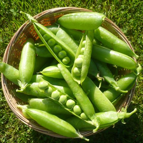 image vegetables_lr_0031-jpg
