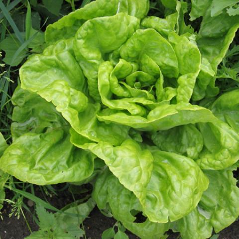 image vegetables_lr_0033-jpg