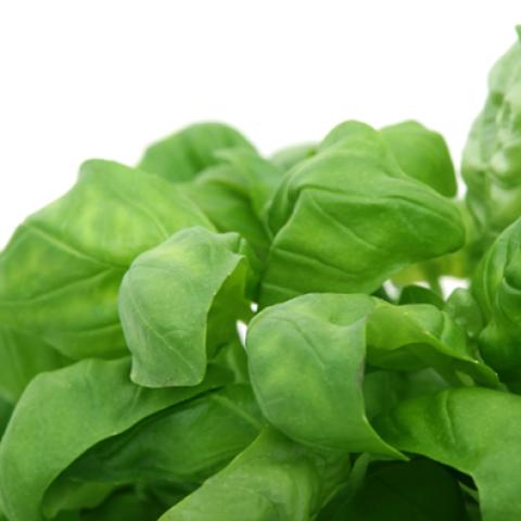 image vegetables_lr_0036-jpg