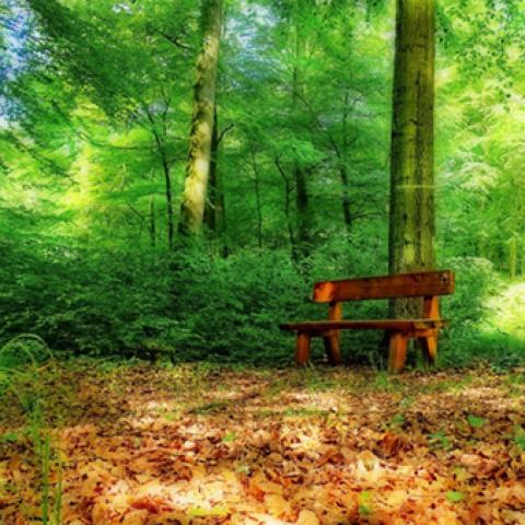 image bench_lr_0001-jpg