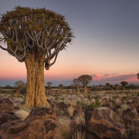 image desert_lr_0001-jpg
