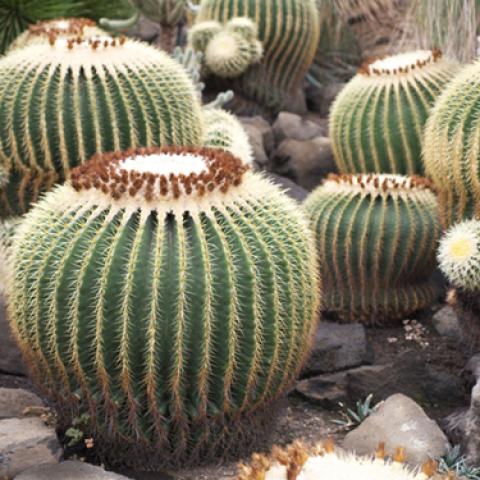 image desert_lr_0014-jpg