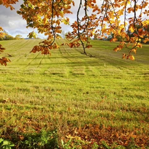 image fields_hr_0001-jpg
