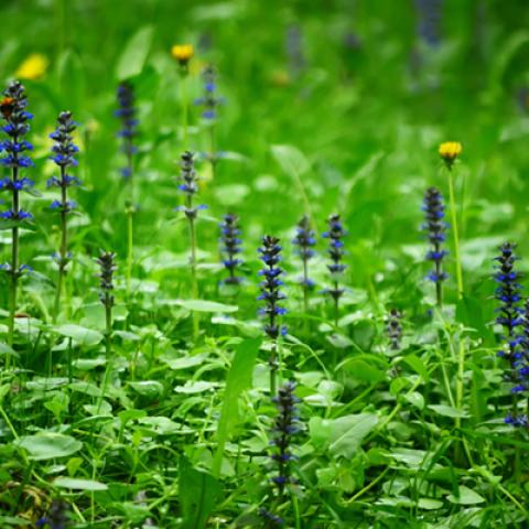 image fields_hr_0003-jpg