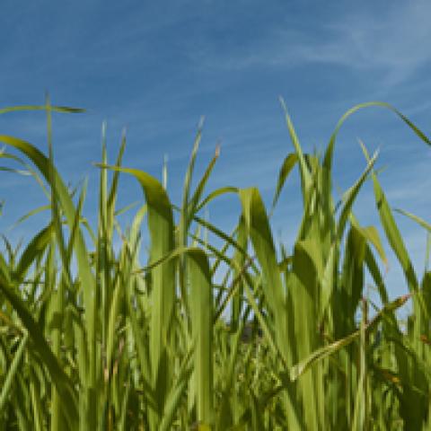 image fields_hr_0005-jpg