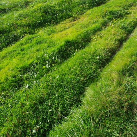 image fields_hr_0007-jpg