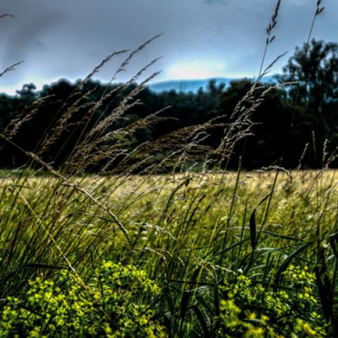 image fields_hr_0008-jpg