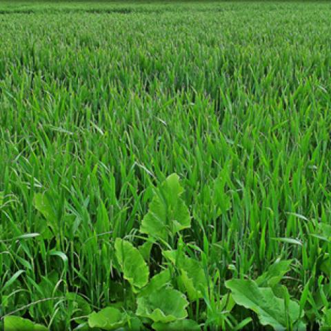 image fields_hr_0009-jpg